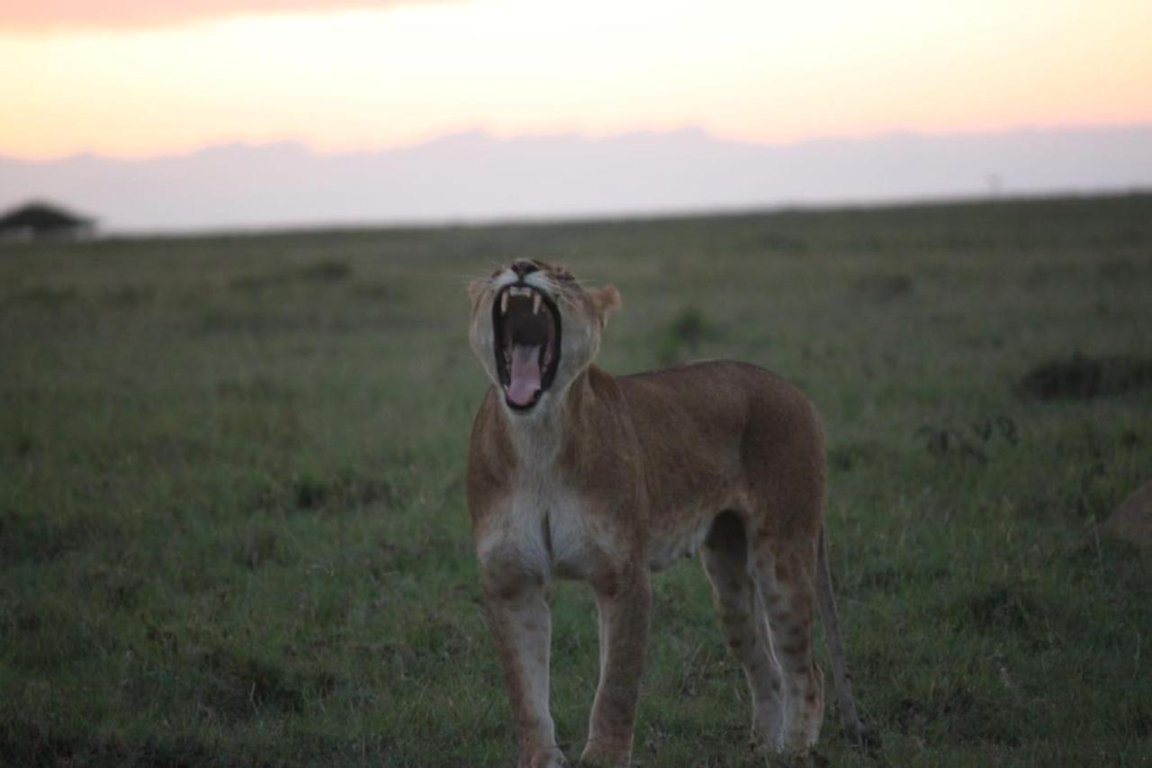 Narasha Homestay - Maasai Mara Talek Buitenkant foto