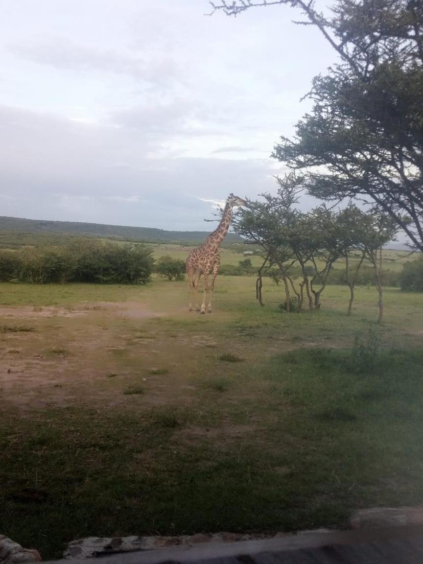 Narasha Homestay - Maasai Mara Talek Buitenkant foto