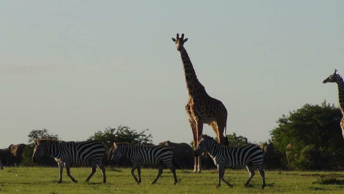 Narasha Homestay - Maasai Mara Talek Buitenkant foto